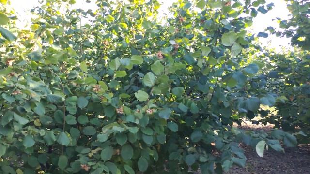 ? Фундук. Осень 2023. смотреть онлайн