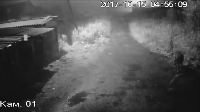 Волки в Федотовской смотреть онлайн