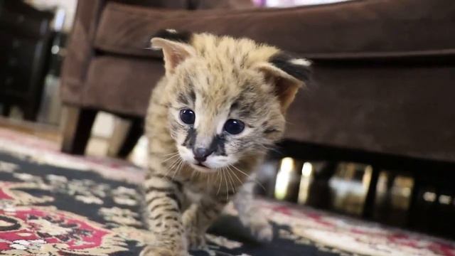 Baby King the Serval Cat 4 weeks old смотреть онлайн