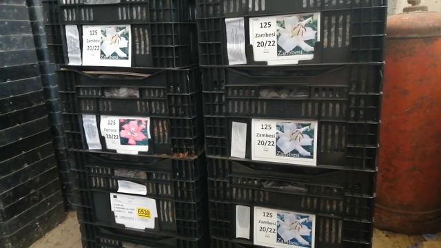 Побочная продукция при выращивании цветов. Пытаюсь на ней заработать смотреть онлайн