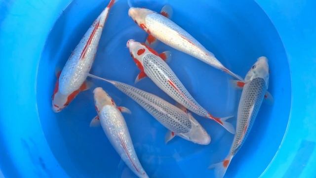 SPS -51 WYSIWYG Nisai Asagi x 3pcs GR Snow Asagi x 3 pcs смотреть онлайн