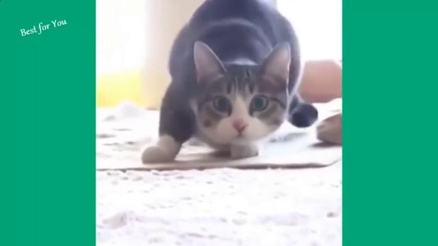 Смішні коти 2 смотреть онлайн
