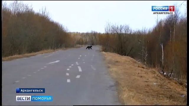 Очевидцы засняли косолапого у архангельского посёлка Талаги смотреть онлайн