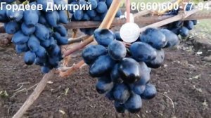 Виноград Ромбик - урожай 2022.Тула.