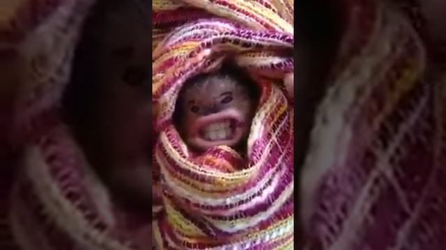 Ок смотреть онлайн