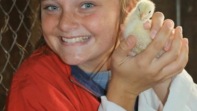 Питомцы Играть смотреть онлайн