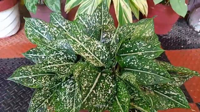 Aglaonema Costatum