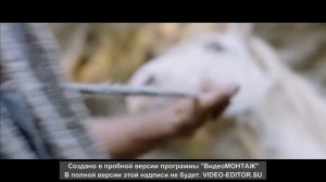 Ostwind 2 (Восточный ветер 2)