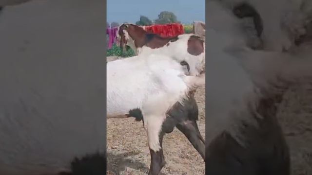 top quality beetal male breeder white eyes #armaan goat farm #breeder #subscribe to my channel смотреть онлайн