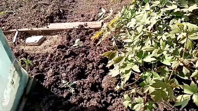 🌻Высаживаю рассаду цветов. смотреть онлайн