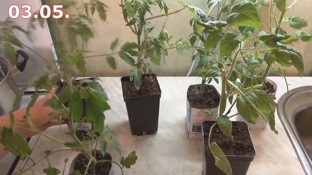 Что делать и как спасти подмерзшую рассаду томатов смотреть онлайн