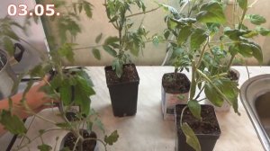 Что делать и как спасти подмерзшую рассаду томатов