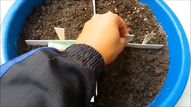 How To Grow Flower Seeds Fast(Get 90-95% Germination Rate Easily With Updates) смотреть онлайн