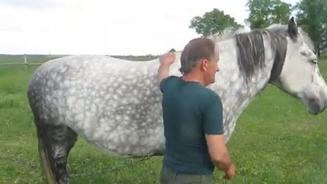 Лошади/кобыла Лялька першероновских кровей смотреть онлайн