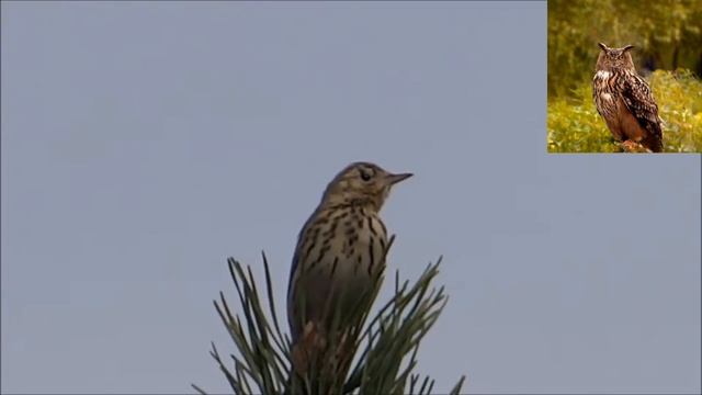 Лесной конек - Anthus trivialis смотреть онлайн