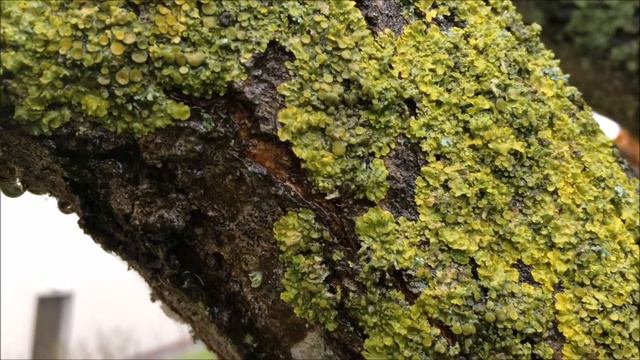 Sessile oak (Quercus petraea) - branch close up - March 2018 смотреть онлайн