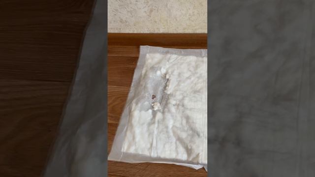 Я напакостил 🙄 (стыдно 🫣 ) #video #chihuahua #чихуахуа #youtube #youtubevideo #shortvideo #reels смотреть онлайн