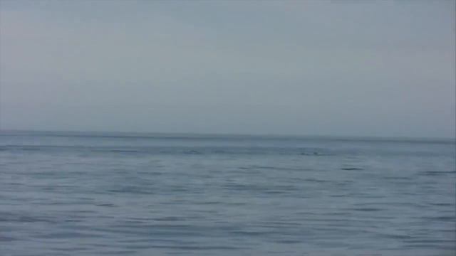 Amazing Wild Dolphins doing Spinner Jumpings - Funny Videos смотреть онлайн