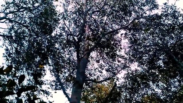 Visit East Java смотреть онлайн