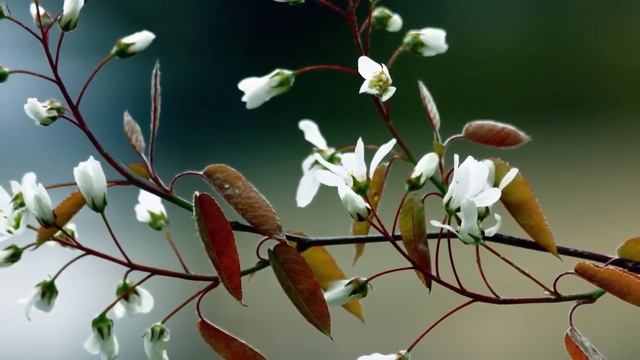 Peaceful Relaxing Instrumental Music, Meditation Calm Music 