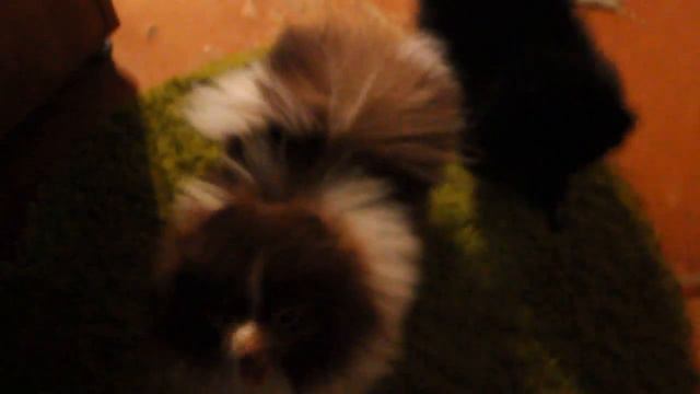 Дети Амурчика и Лаки)) пристают к папе Амуру)) смотреть онлайн