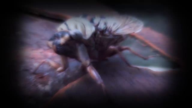 CICADA 3301 Часть 3 смотреть онлайн