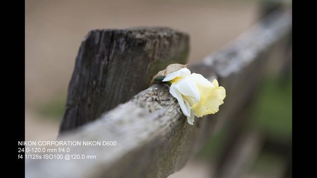 Nikon D600 review with sample images (4K, EXIF) set 1 смотреть онлайн