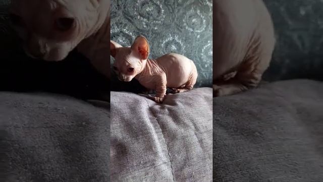 #Сфинкс #Супер #СуперМини #Бамбино #СуперБамбино #Мистика МиледиСфинкс ?