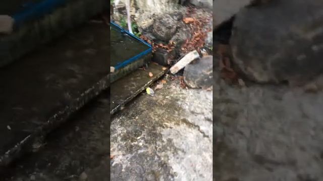 Обезьяны купаются смотреть онлайн