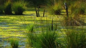 Рассказ о болоте для детей ☁ Что такое болото? Что растет на болоте?