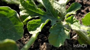 Для чего формировать арбуз? Формирование арбуза в открытом грунте. Как и зачем формировать арбуз?