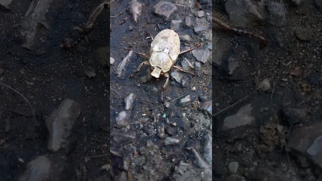 Матерится жук хрущ смотреть онлайн