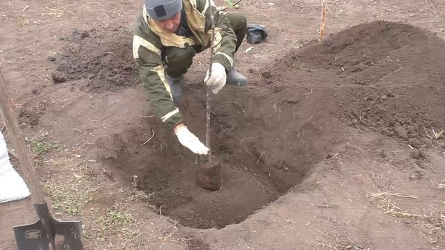 Как посадить яблоню смотреть онлайн