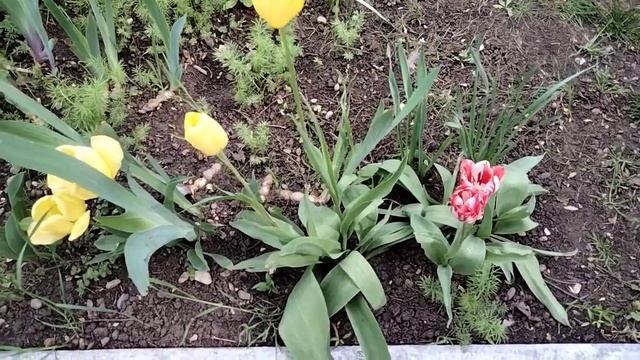 Поздние нарциссы и тюльпаны. смотреть онлайн