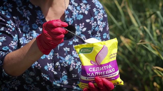 Чем подкормить чеснок для отменного урожая? смотреть онлайн