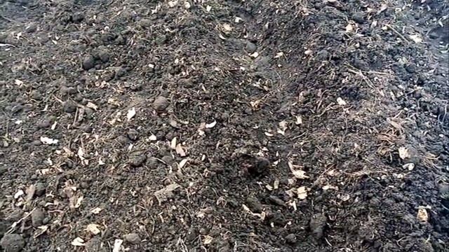Астра "ВОСХИТИТЕЛЬНАЯ СМЕСЬ". посев Семян на Рассаду в Теплице. 19 апреля 2021г. смотреть онлайн