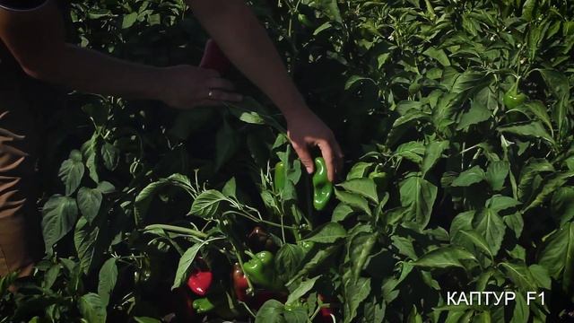 Перец Каптур F1