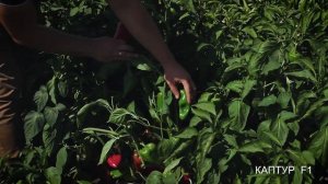 Перец Каптур F1