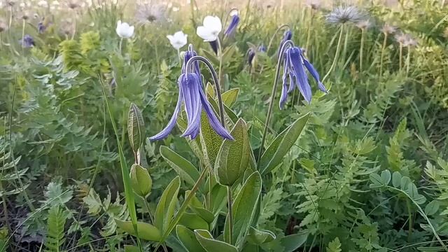 Exploring the Charm of Clematis integrifolia L.: A Beautiful Non-Climbing Clematis смотреть онлайн