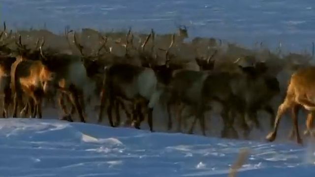 Удивительное путешествие в тундру смотреть онлайн