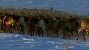 Удивительное путешествие в тундру