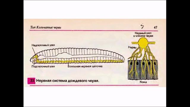 Координация и  регуляция. Биология 6 класс.