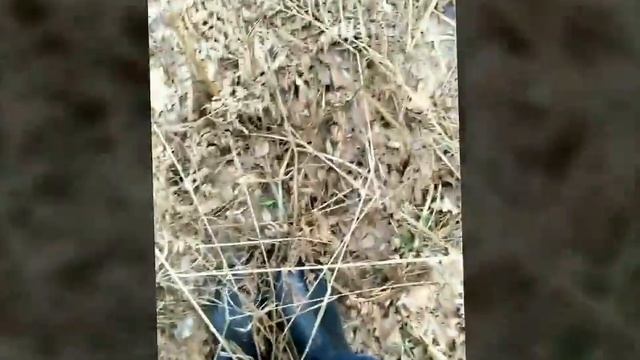 Строчок гигантский. Сбор и приготовление. Тамбов, апрель 2017 / Gyromitra Gigas / Грибы строчки смотреть онлайн