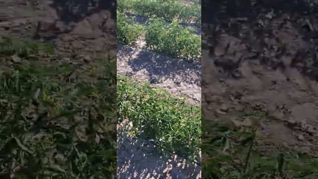 Испытание амиачной селитры и сульфата цинка против повелики кускуты на томате 29.06.2020 смотреть онлайн