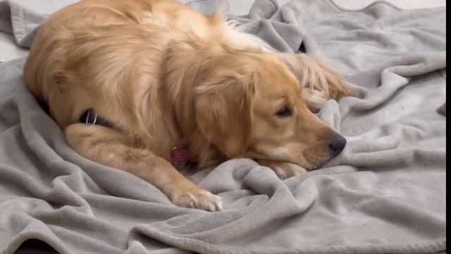 7 FUN and AMAZING facts about dogs that will BLOW your mind! смотреть онлайн