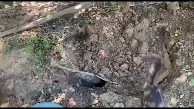 926❤Живëм на юге. Часть 2. Что там в подземелье? Обработка сада. смотреть онлайн