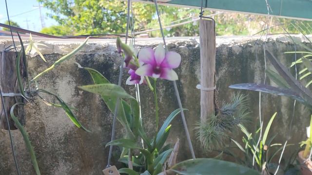 Orquídea Dendrobium Polar Fire смотреть онлайн
