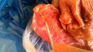Паразиты в мясе говядины