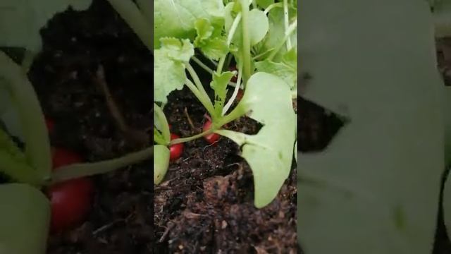 Как управлять домашним хозяйством