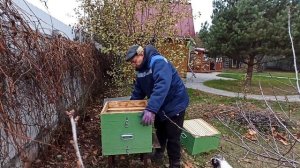 Улей лежак лучше двухкорпусного дадана?